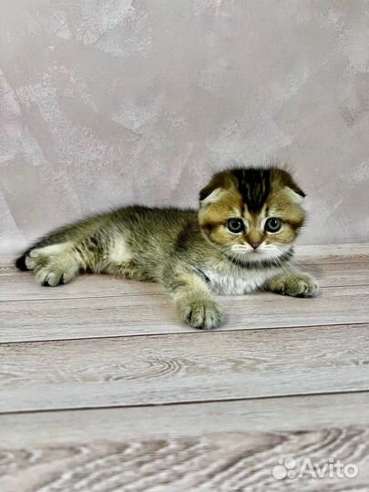 Шотландские котята