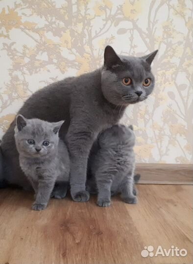 Британская