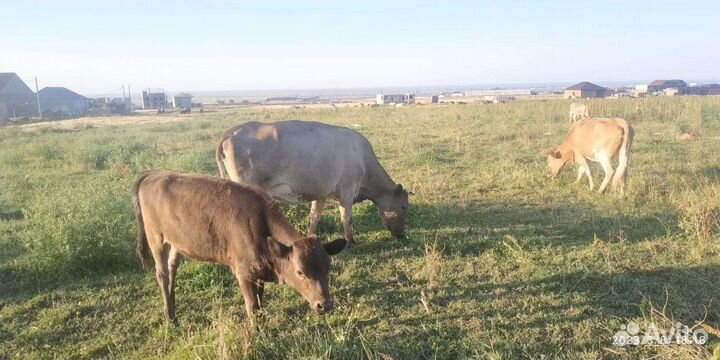 Коровы и бычки