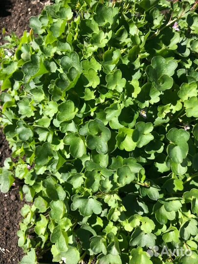 Иссоп и вероника нитевидная