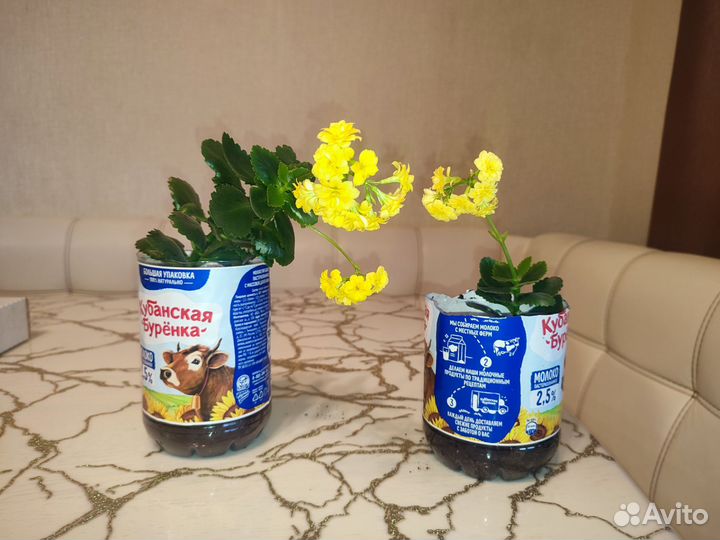 Каланхое желтый