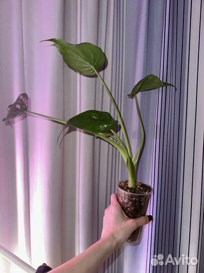 Алоказия кукулата