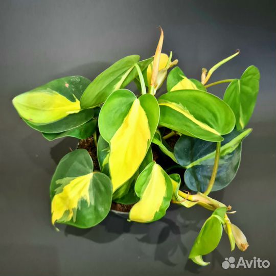 Филодендрон, сциндапсус