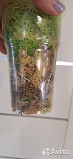 Алоказия Мишольтца Фрайдек Вариегатная