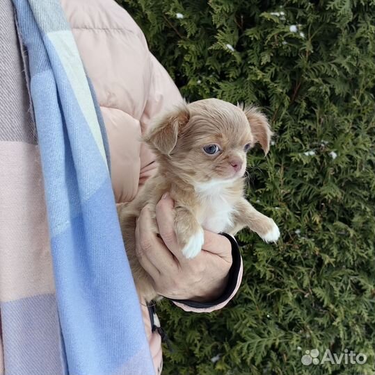 Чихуахуа девчонки