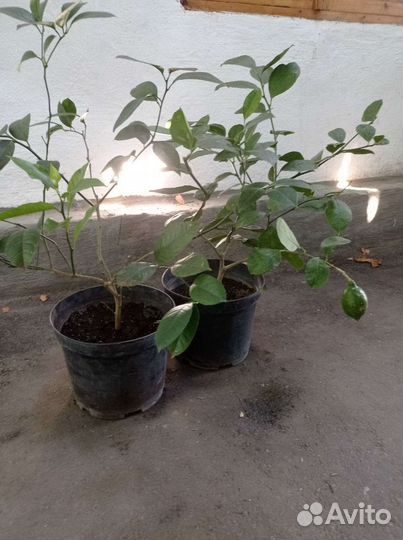 Павловский лимон