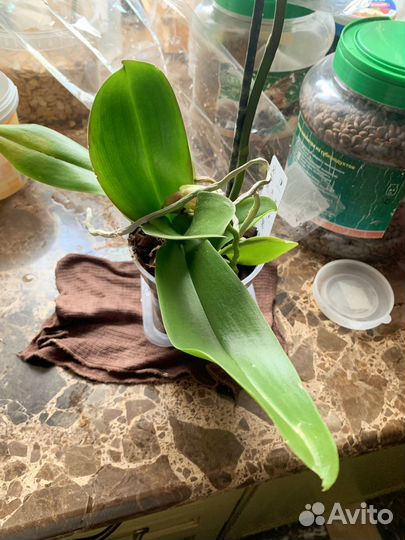 Орхидея фаленопсис