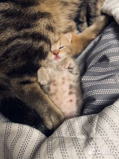 Шотландские котята