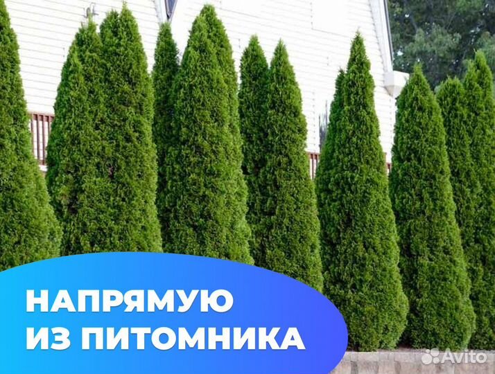 Туя даника с бесплатной доставкой