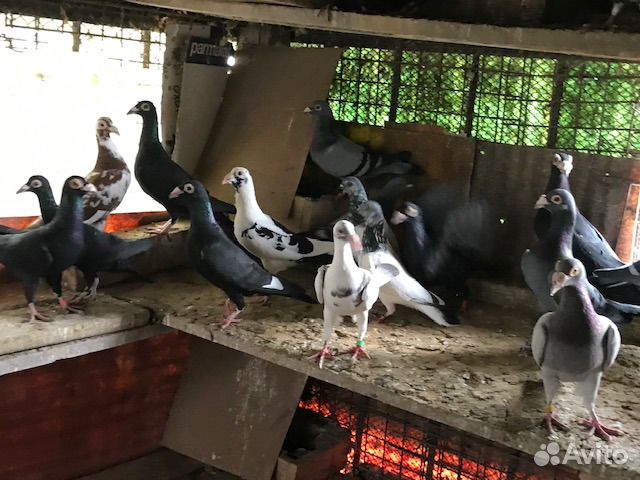 Голуби спортивные