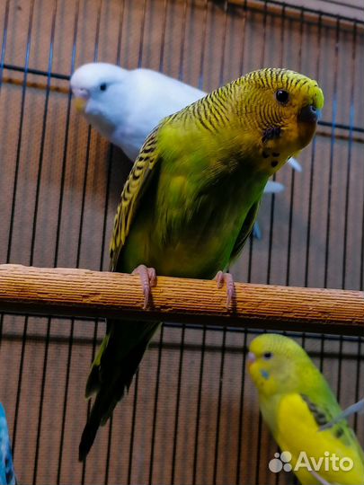 Волнистый попугай (малыши)