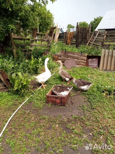 Продам семья гусей