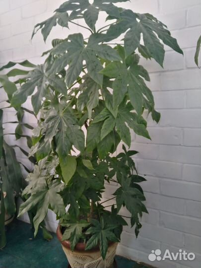 Цветы комнатные