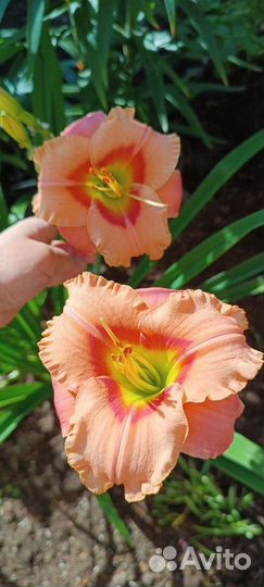 Лилейники сортовые