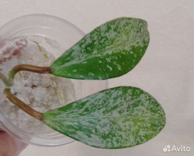 Растения для дома и офиса