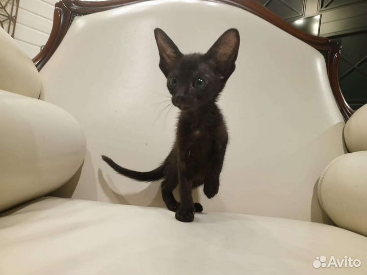 Ориентальные котята