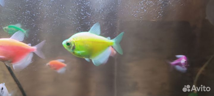 Тернеция взрослая