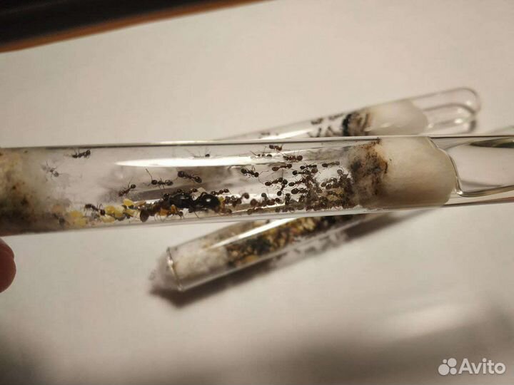 Матка муравьев