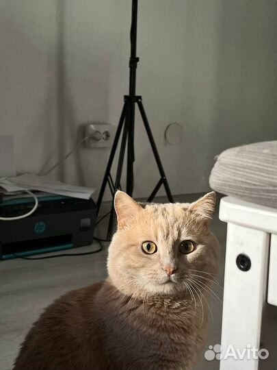 Потерялся кот 