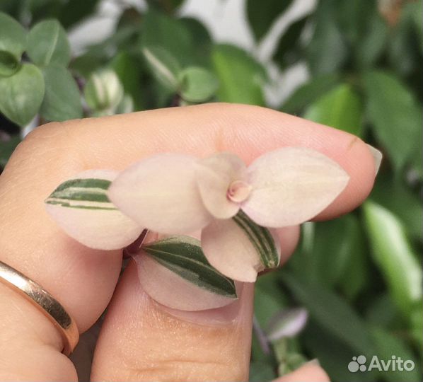 Каллизия 4 сорта