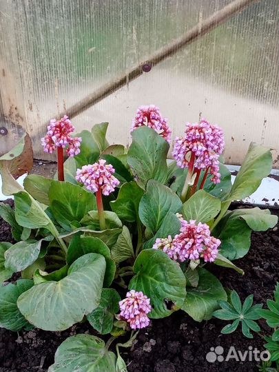 Лилейник 150р,ирисы100,колокольчик100бадан 80