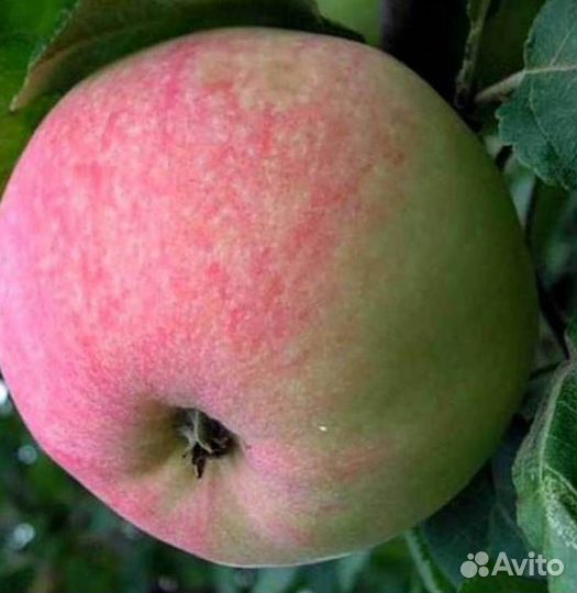 Саженцы яблони Мельба