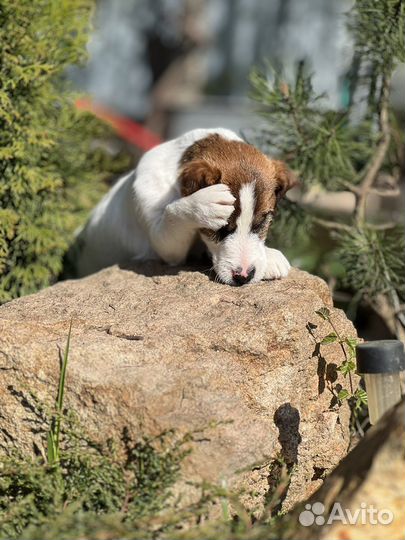Джек Рассел терьер