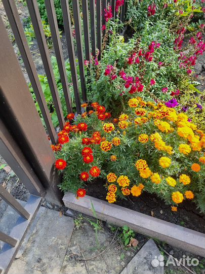 Бархатцы семена