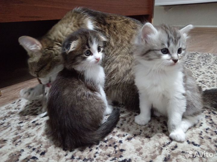 Котята в добрые руки