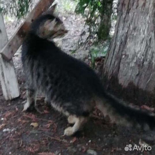 Кот кастрированый
