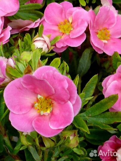 Лапчатка кустарниковая