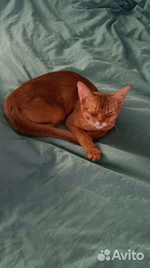 Абиссинская