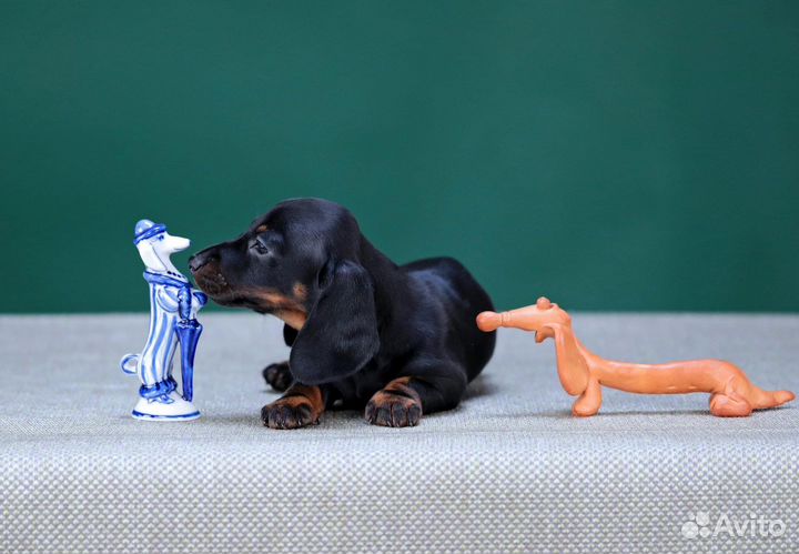 Кроличья такса