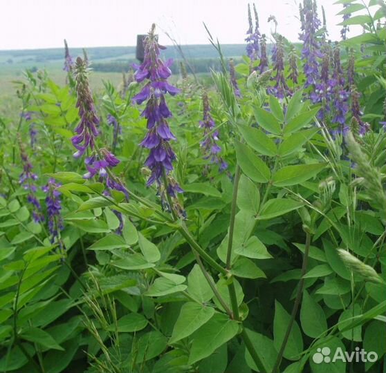 Семена козлятника