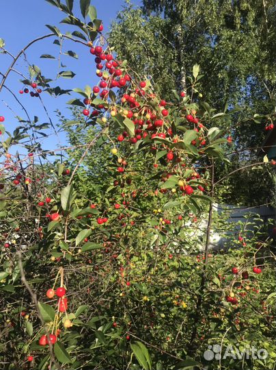 Вишня ягода свежая