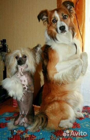 Передержка в загородном доме с доставкой