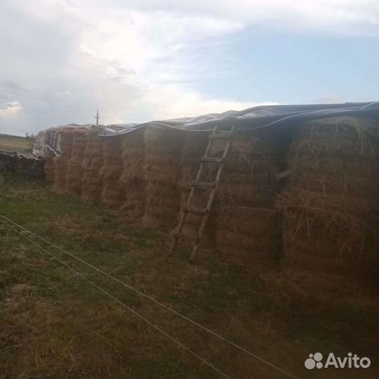 Продам сено в рулонах