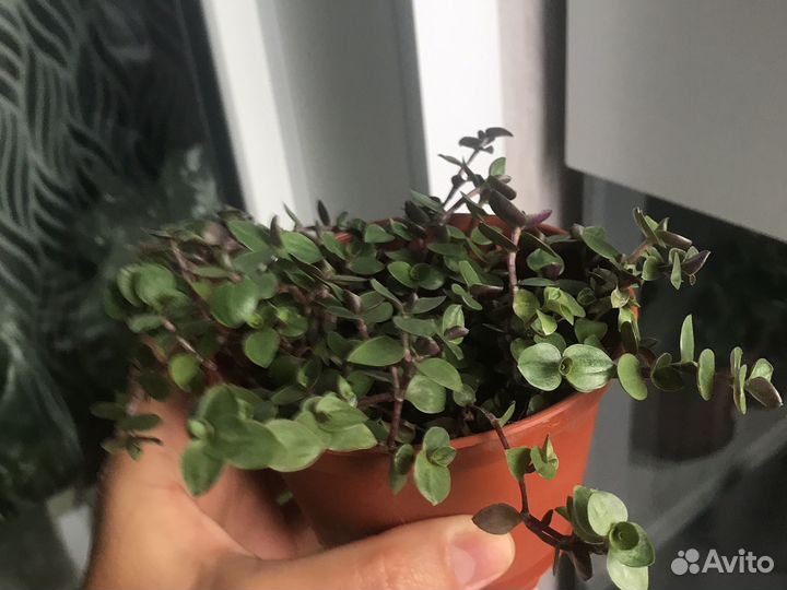 Комнатные растения