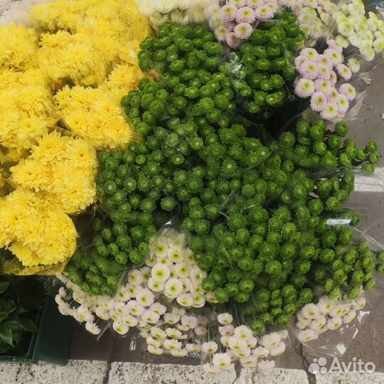 Цветы оптом хризантема местная