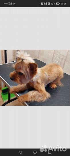 Йоркширский терьер вязка мальчик