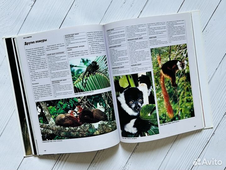 Мир дикой природы. Тропический лес