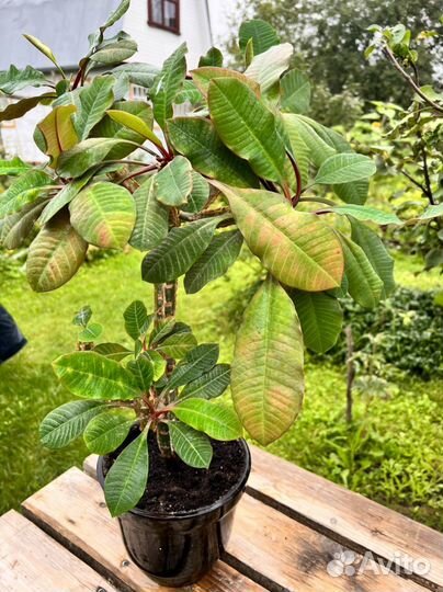 Молочай беложилковый