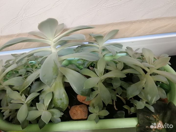 Комнатные цветы