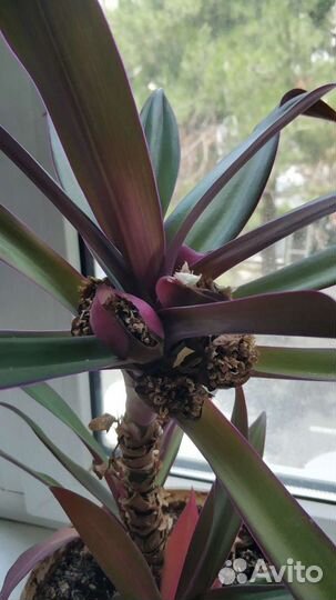 Цветок Рео. Ладья Моисея