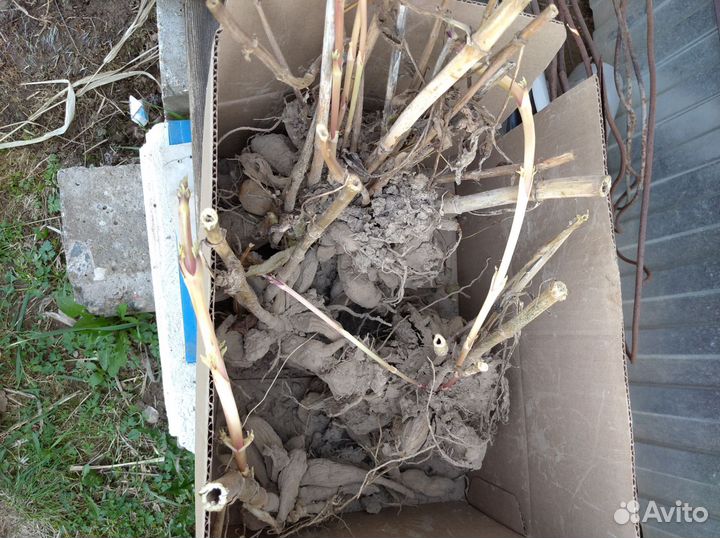 Клубни георгинов, цвет розовый