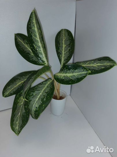 Аглаонема White Tongnoppakul