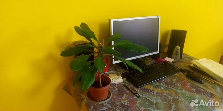 Комнатные цветы - Молочай экзотическое растение