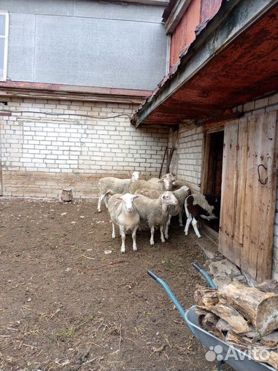 Бараны дорперы