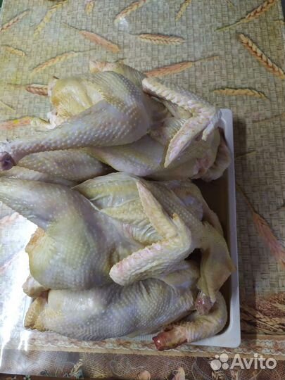 Курица домашняя