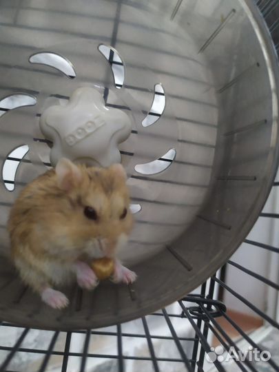 Клетка для грызунов с хомяком